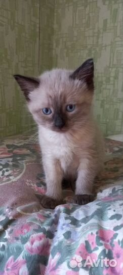 Сиамские котята