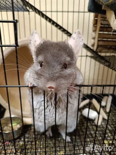 Шиншилла с клеткой