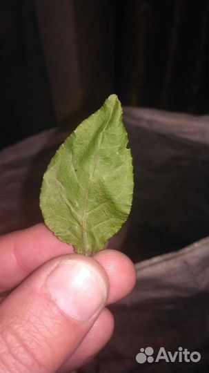 Боровая матка