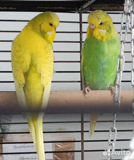 Ввп Чех Волнистый Попугай