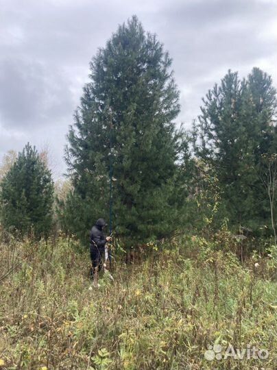 Саженцы кедра, сосны кедровой