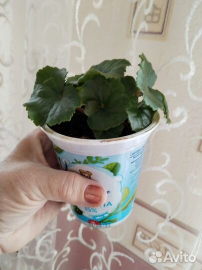 Бегония красная