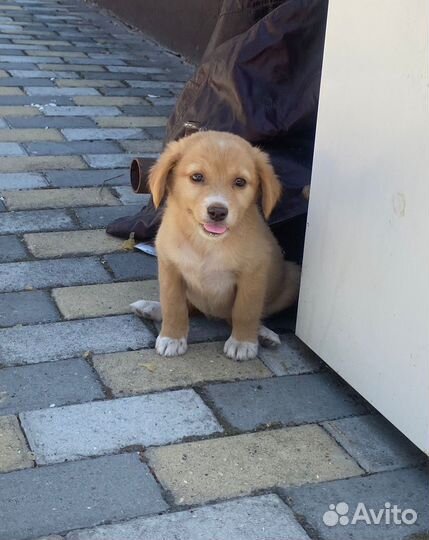 Маленькая собака