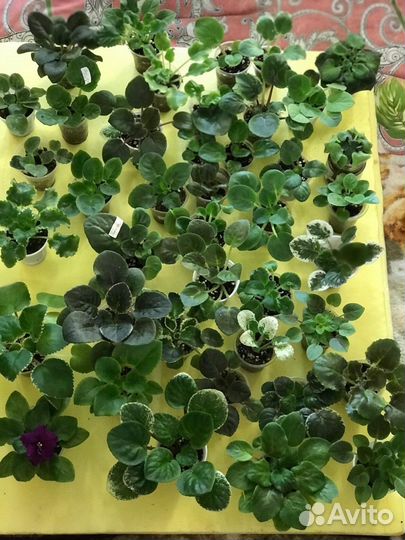 Детки сортовых фиалок