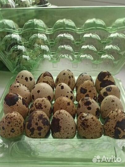 Яйца перепелиные домашние