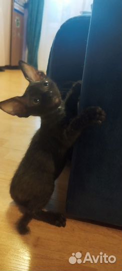 Донской сфинкс котята