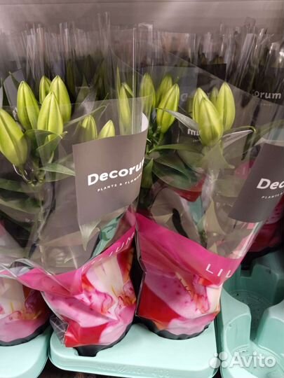 Комнатные цветы