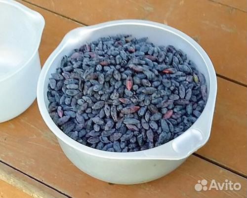 Саженцы Жимолости (мордовские)