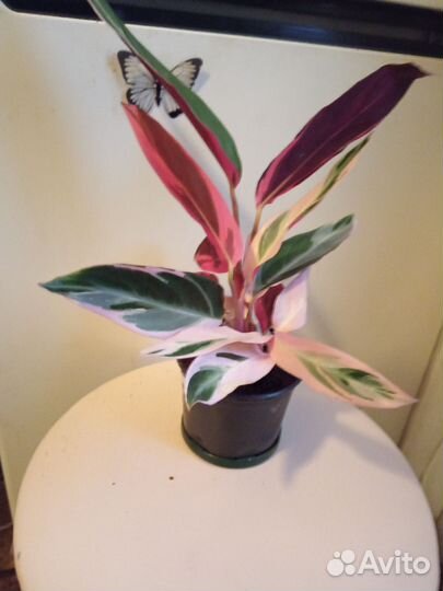 Калатея Триостар