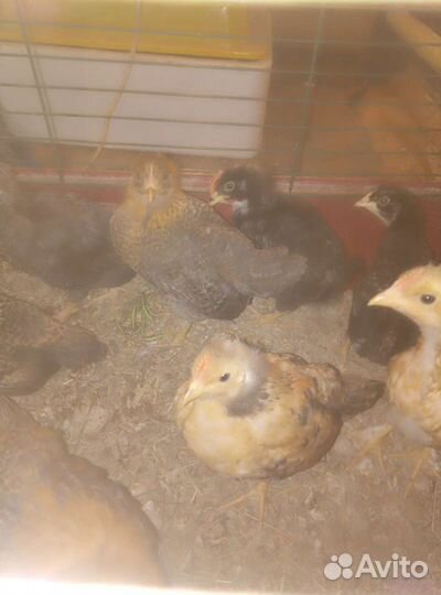 Циплята. Индоутята