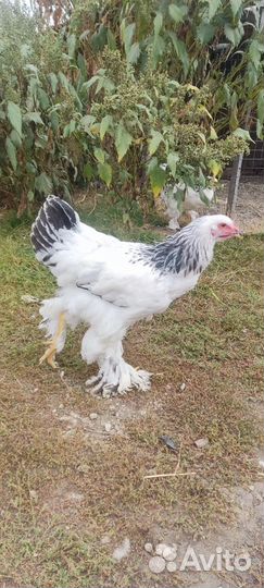 Молодые петушки Брама Светлая колумбийская