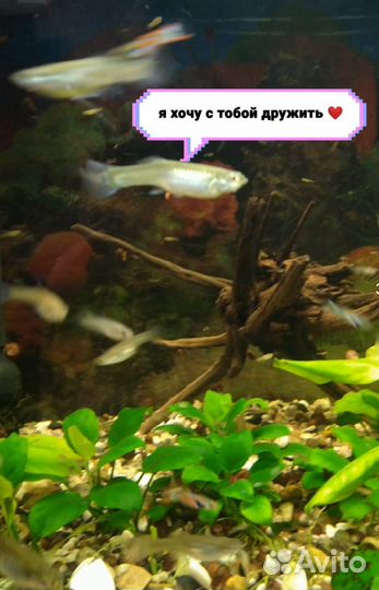 Рыбки гуппи эндлера