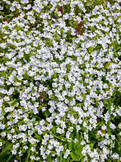 Вероника нитевидная, арабис махровый