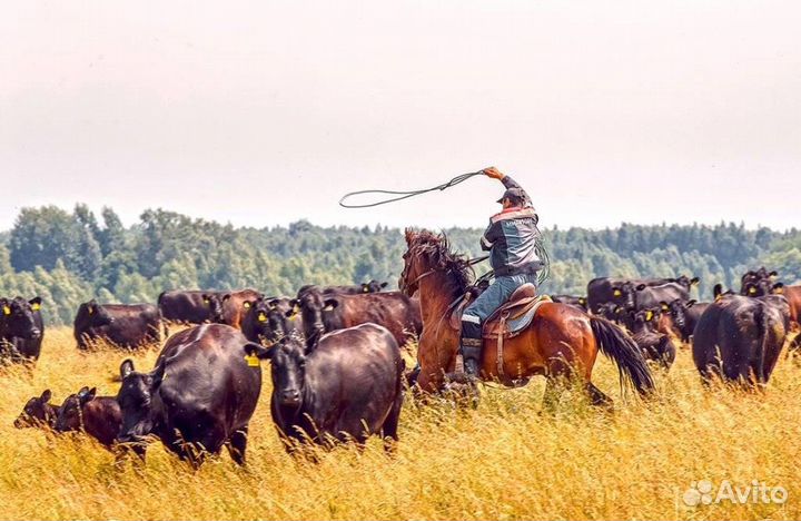 Оператор-животновод