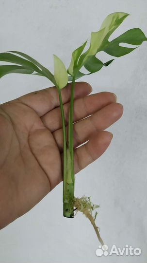 Рафидофоратетраспермавариегатная