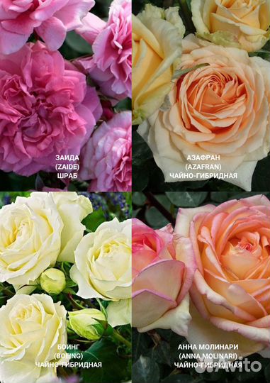 Чайно гибридные розы