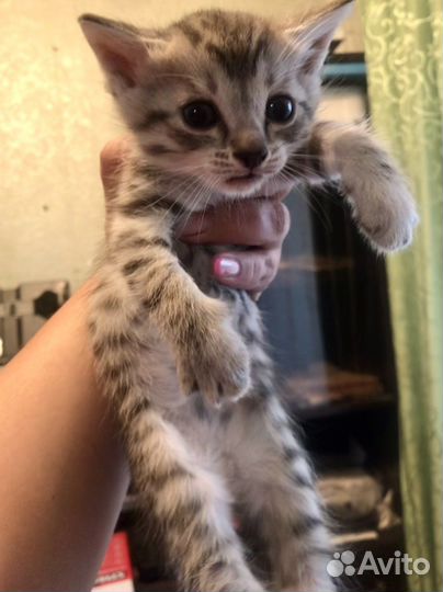 Британские котята