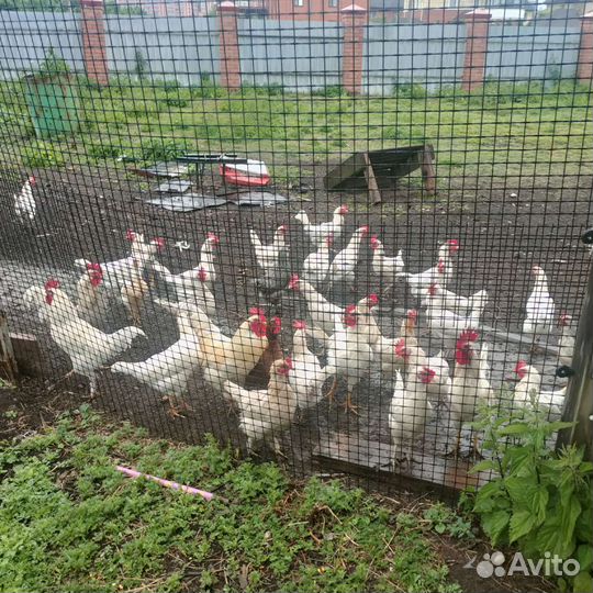 Домашние куриные яйца