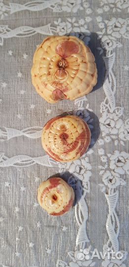 Гладиолусы луковицы