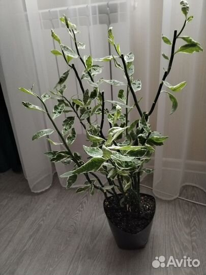 Педилантус