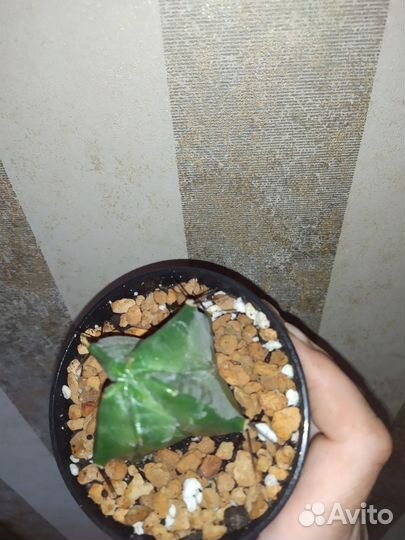 Кактусы редкие