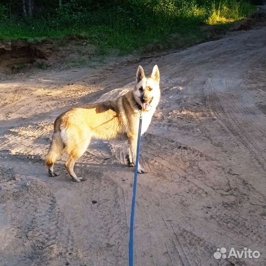 Помесь вео и но