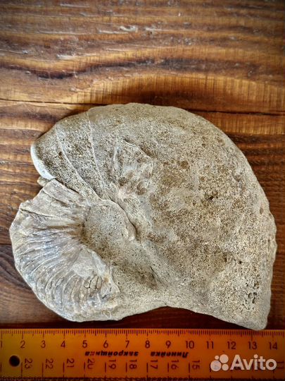 Наутилус окаменелость