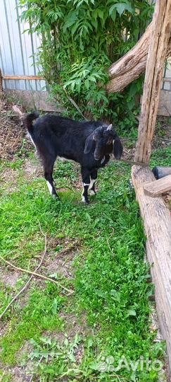 Нубийская коза и англо нубийский козел