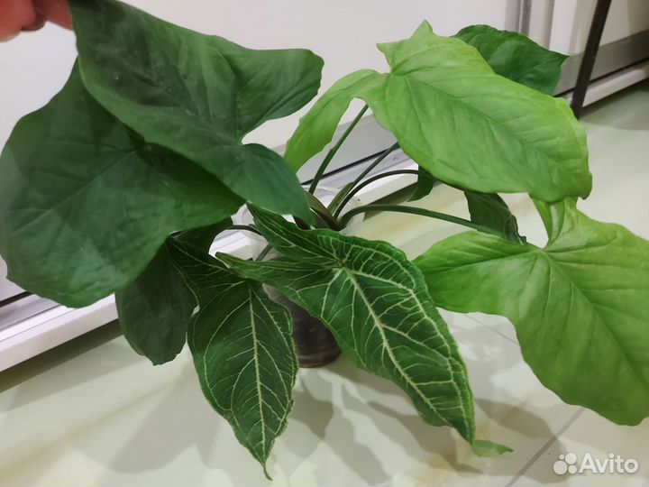 Аглаонема, сциндапсус, филодендрон