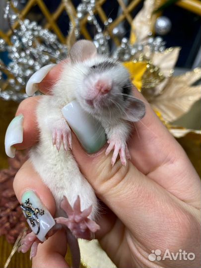 Дамбо крысы, крысята, крыса. Питомник