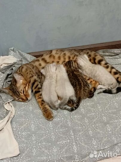 Бенгальские котята