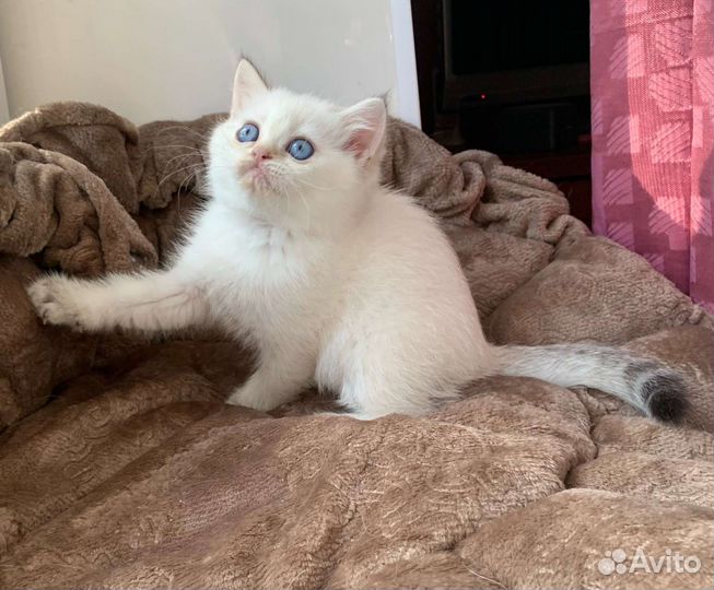 Британские котята