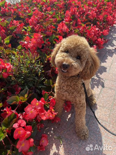 Вязка собак пудель