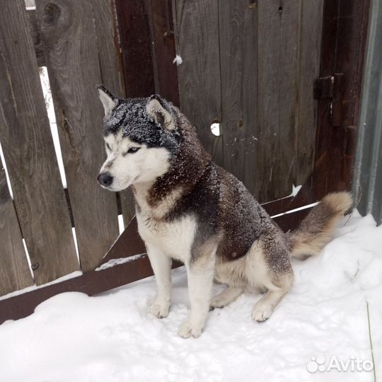 Сибирский хаски