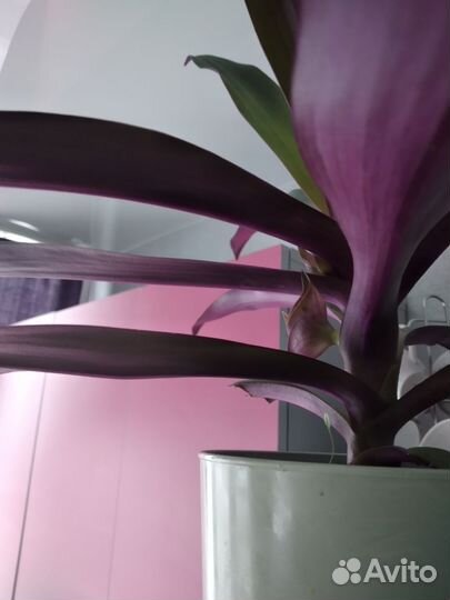 Традесканция рэо. Взрослое растение