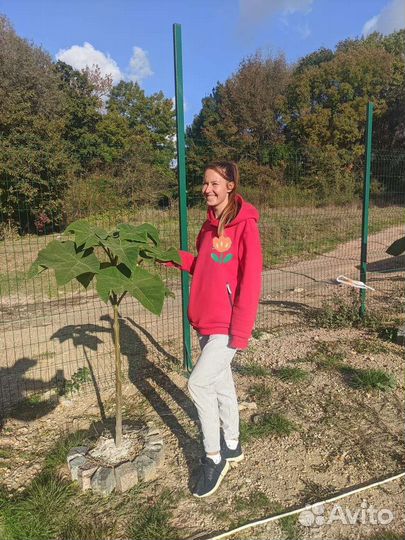 Саженцы павловния