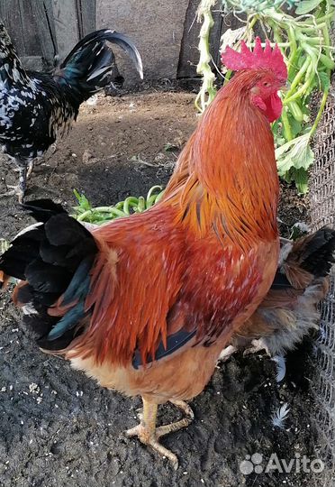 Продам петухов
