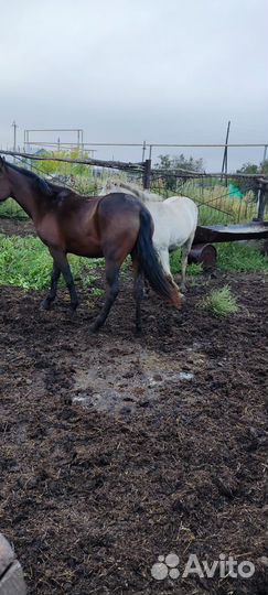 Лошади, жеребчики