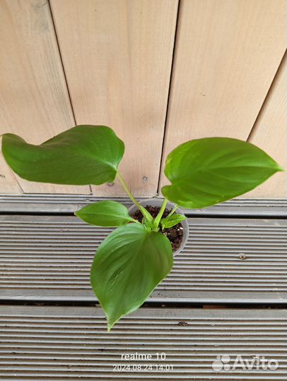 Хомаломена