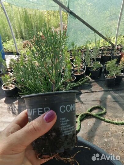 Туи, можжевельники