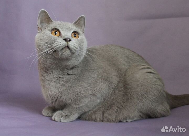 Шотландские кошки шоколадного окраса и лилового