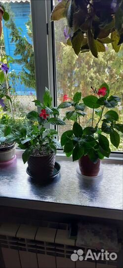 Руэллия красная