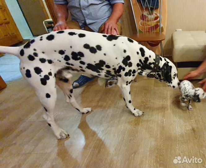 Далматин кобель