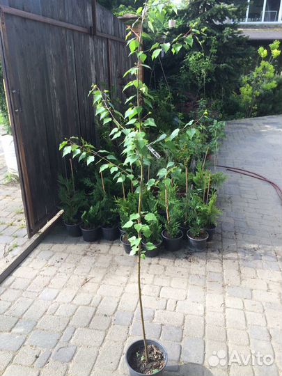 Береза саженцы