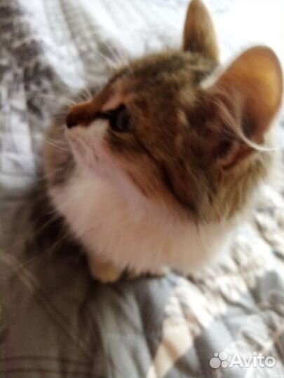 Котёнок /девочка