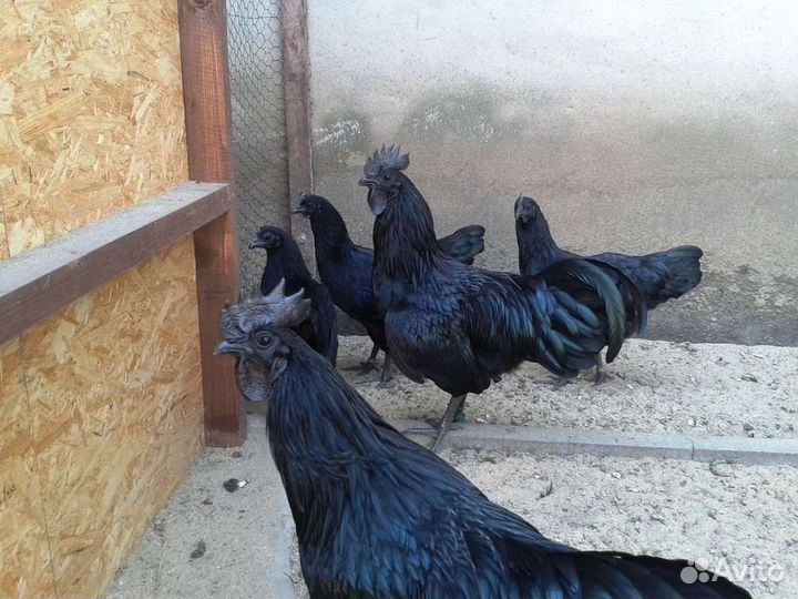 Черные Куры и Петухи Доставлю
