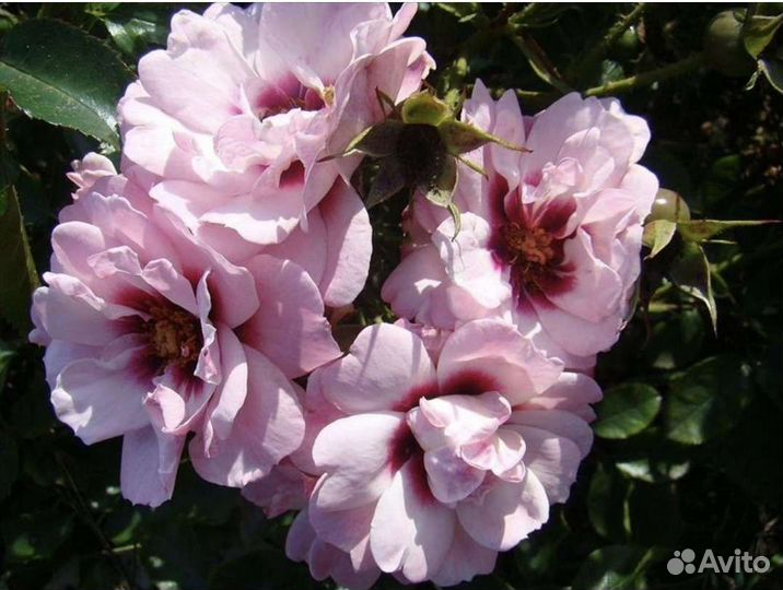 Роза персидская Eyes оn Me