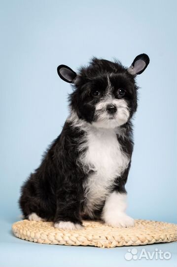 Щенки китайской хохлатой собаки