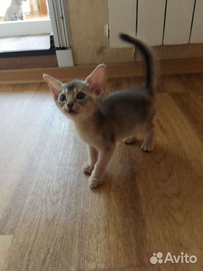 Абиссинская