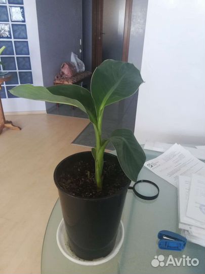 Канны